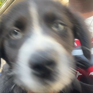 Meet your Posher, Tony